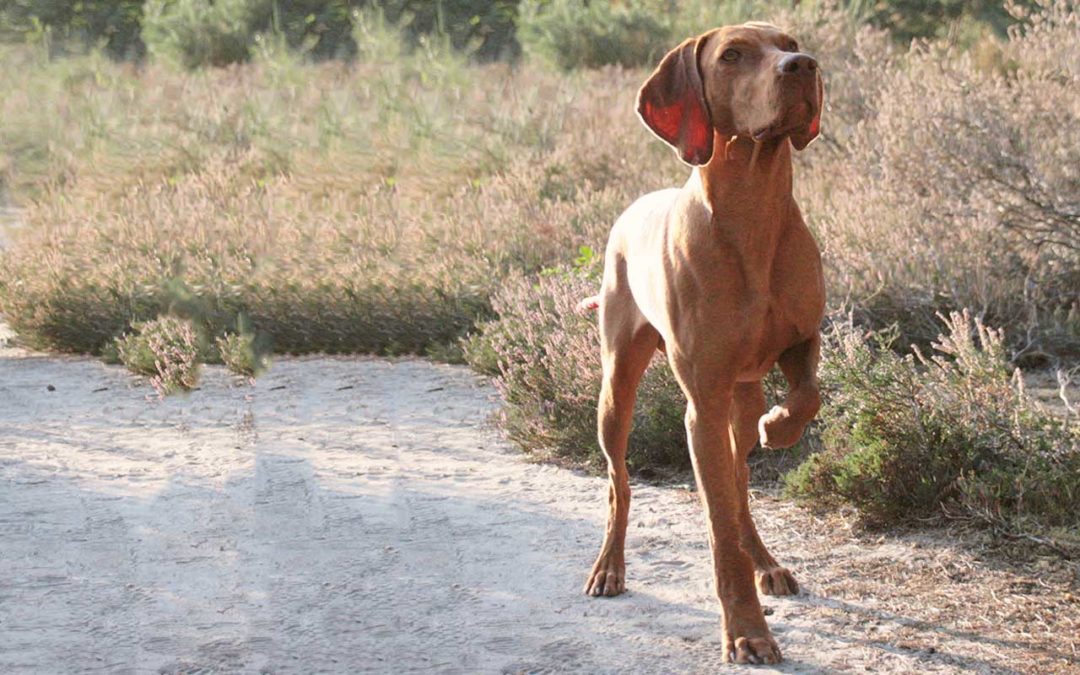 Ist der Magyar Vizsla ein „Anfängerhund“?