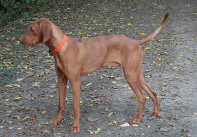 Der Körperbau des Magyar Vizsla