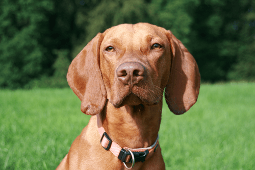 Der Magyar Vizsla mit hellem Nasenschwamm