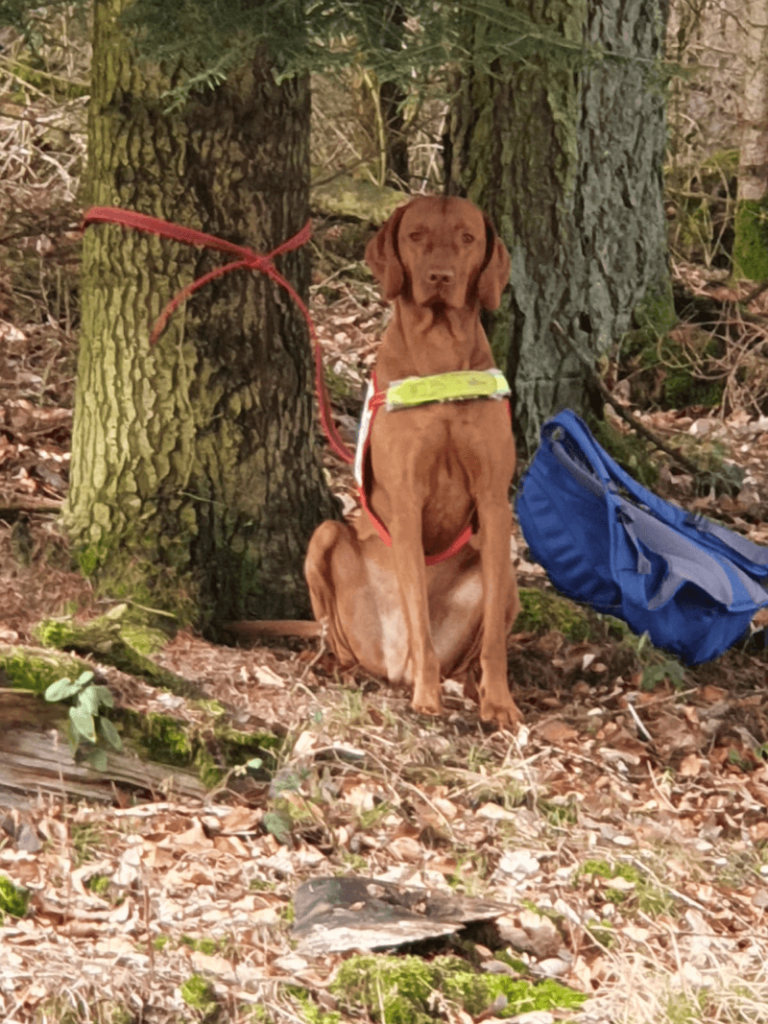 Magyar Vizsla als Rettungshund