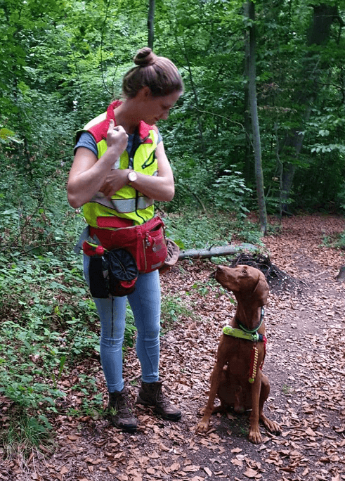 Magyar Vizsla als Rettungshund mit Bringsel