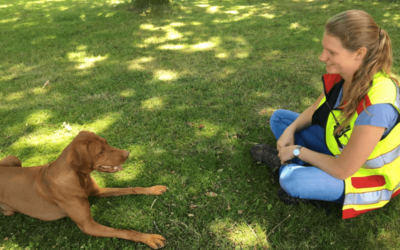 Interview: Der Magyar Vizsla als Rettungshund