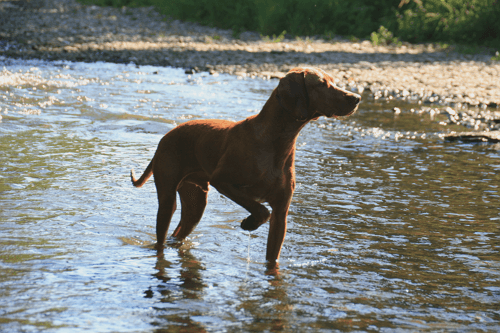 Magyar Vizsla steht vor als Vorstehhund