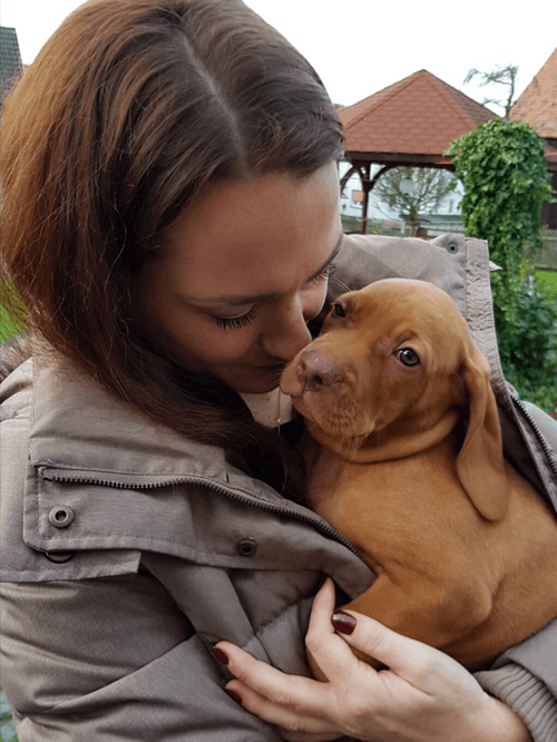 Magyar Vizsla Welpe friert im Winter