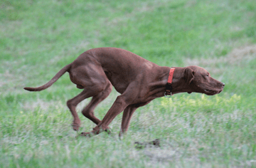 Der Magyar Vizsla ähnelt der Windhundrasse Sloghi