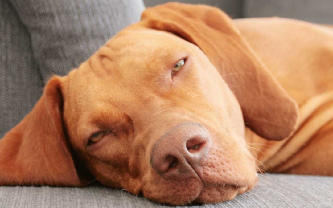 Der Vizsla kommt nicht zur Ruhe! Wie Boxentraining helfen kann