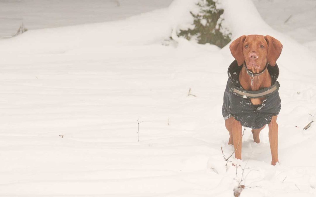 Braucht der Vizsla einen Mantel?