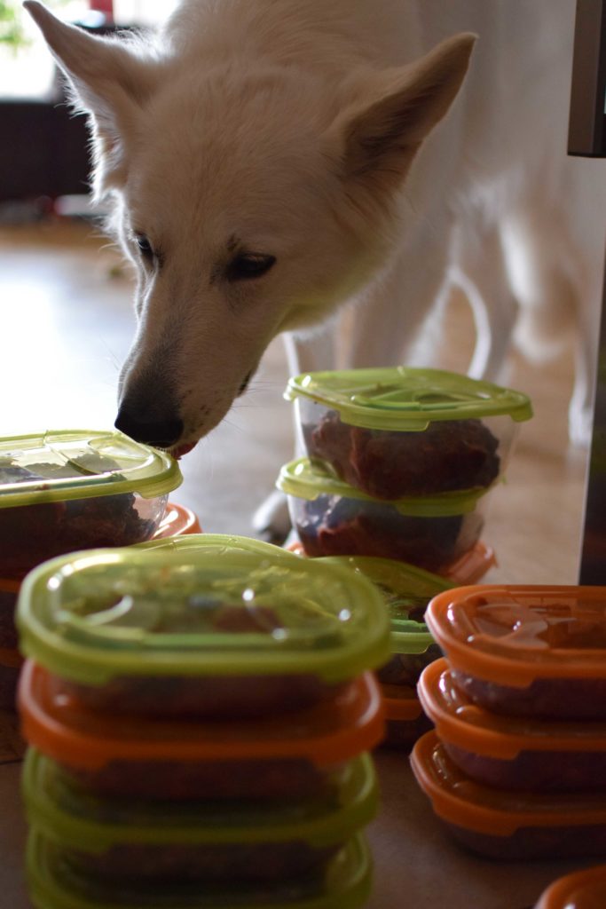 Hund mit Barf Rationen für eine gesunde Ernährung