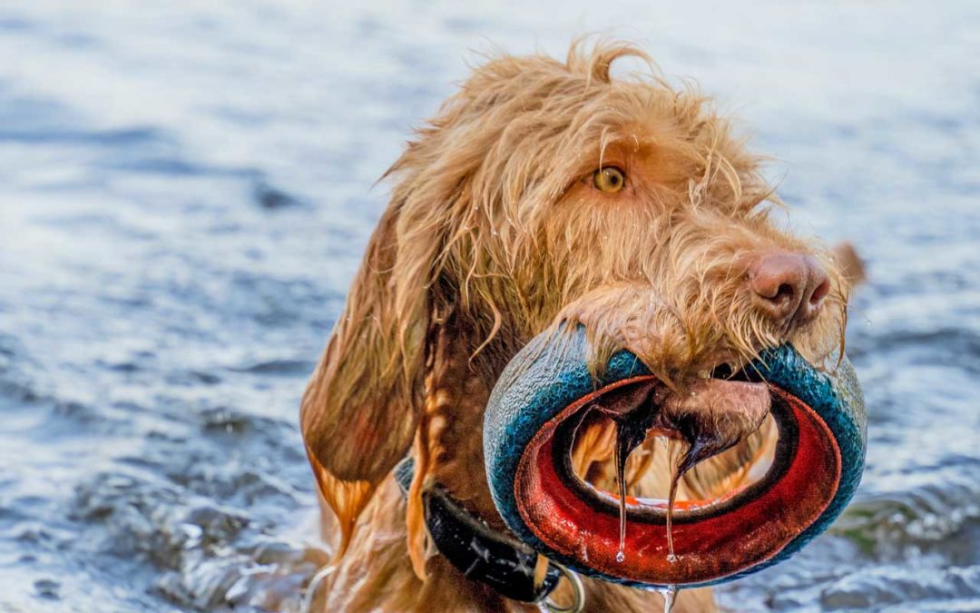 Wie viel Auslastung braucht der Vizsla?