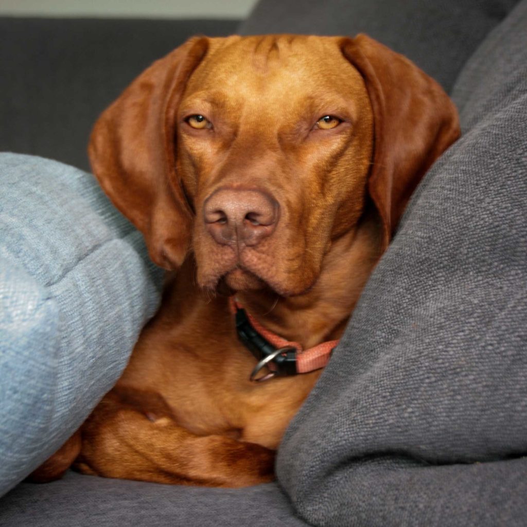 Der Vizsla braucht Ruhephasen und muss Ruhe lernen