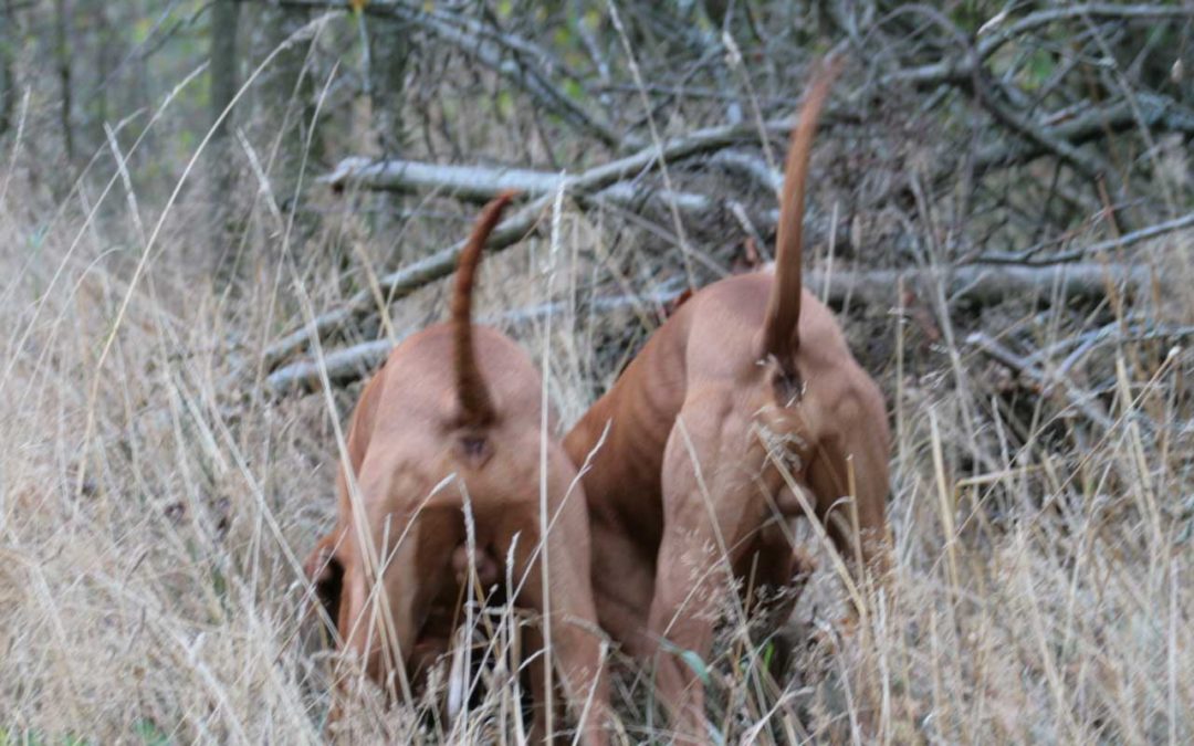 Wie sinnvoll ist der Hormonchip beim Vizsla-Rüden?