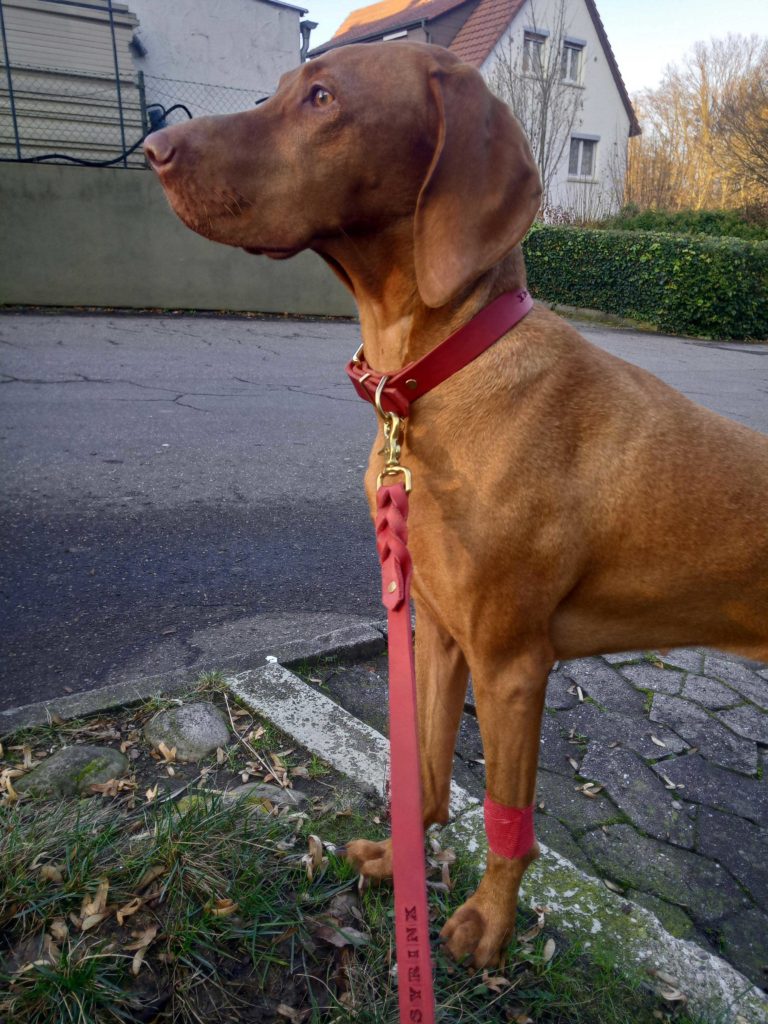 Vizsla nach der Blutspende