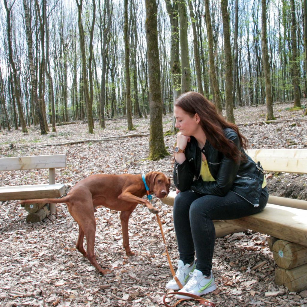 Vizsla streubt sich gegen Ruheübung beim Spaziergang