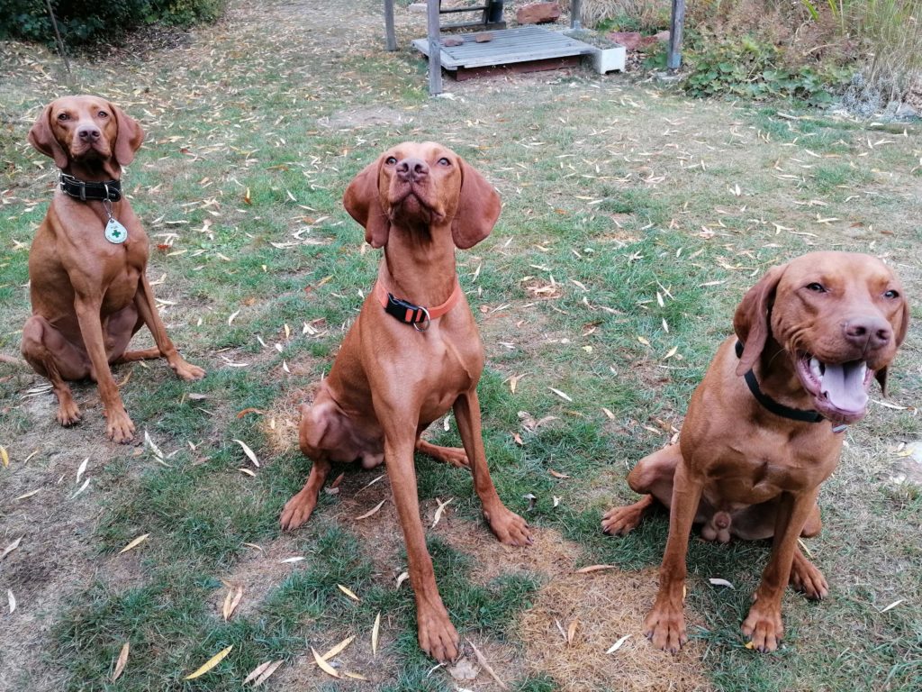 Vizsla Rüden typisches Aussehen