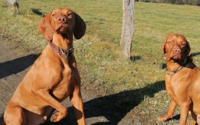 Vizsla-Rüde und -Hündin: Was sind die Unterschiede?