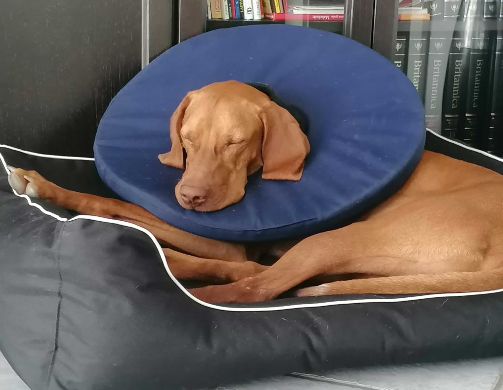 Vizsla Rüde nach der Kastration