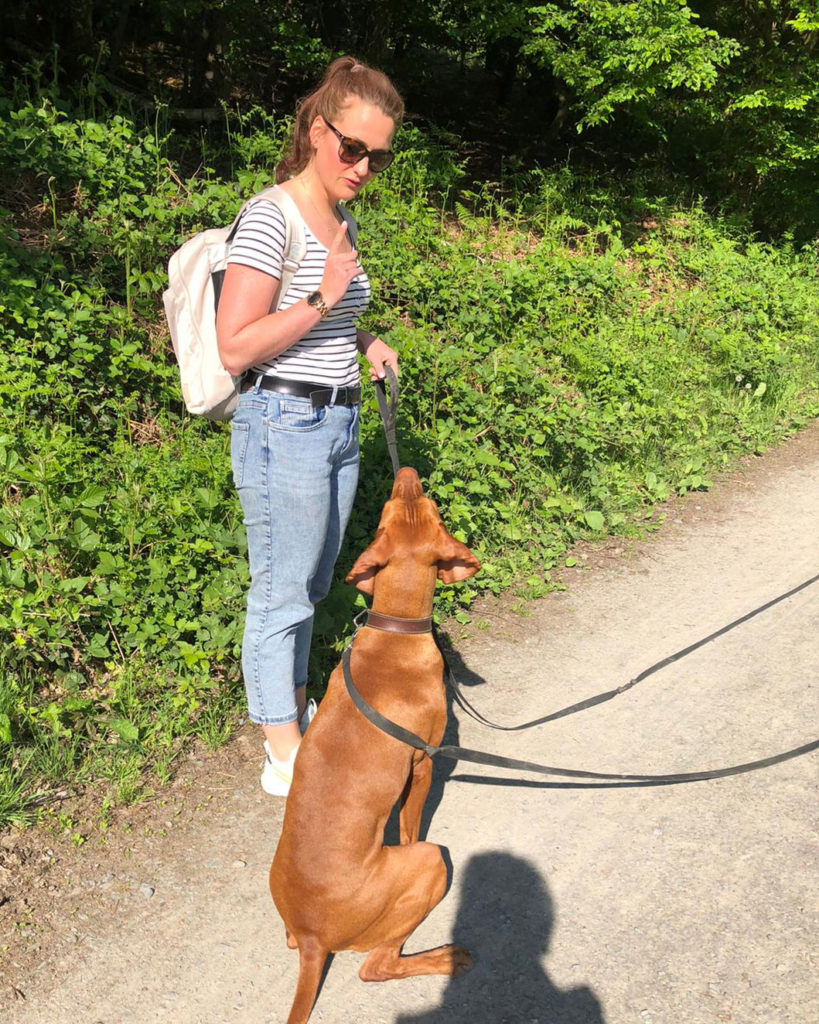 Training mit Schleppleine beim Vizsla