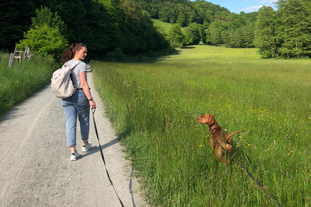 Vizsla mit Schleppleine beim Spaziergang