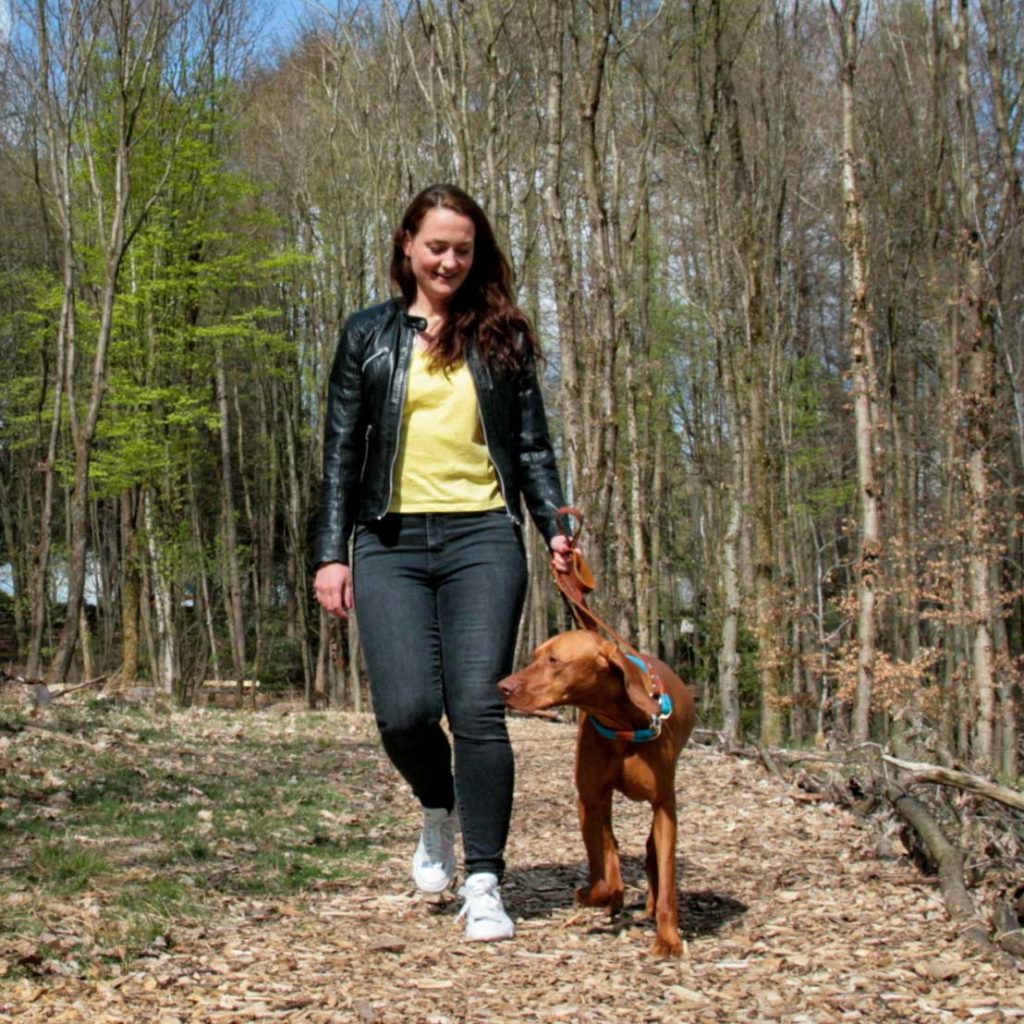 Vizsla Leinenführigkeit an der Leine